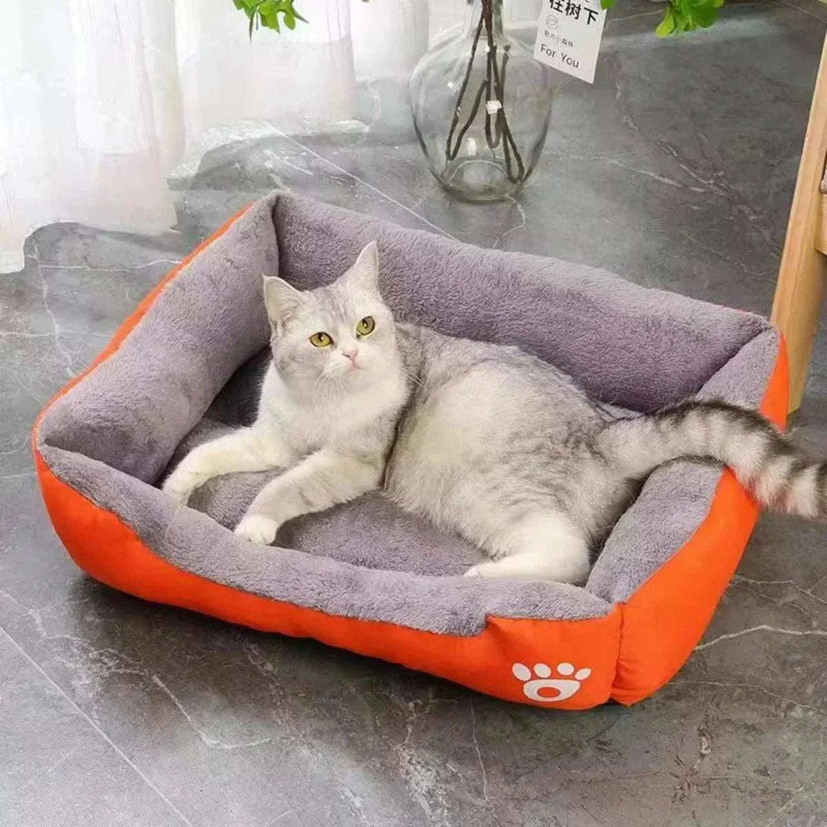 Cat Lounge
