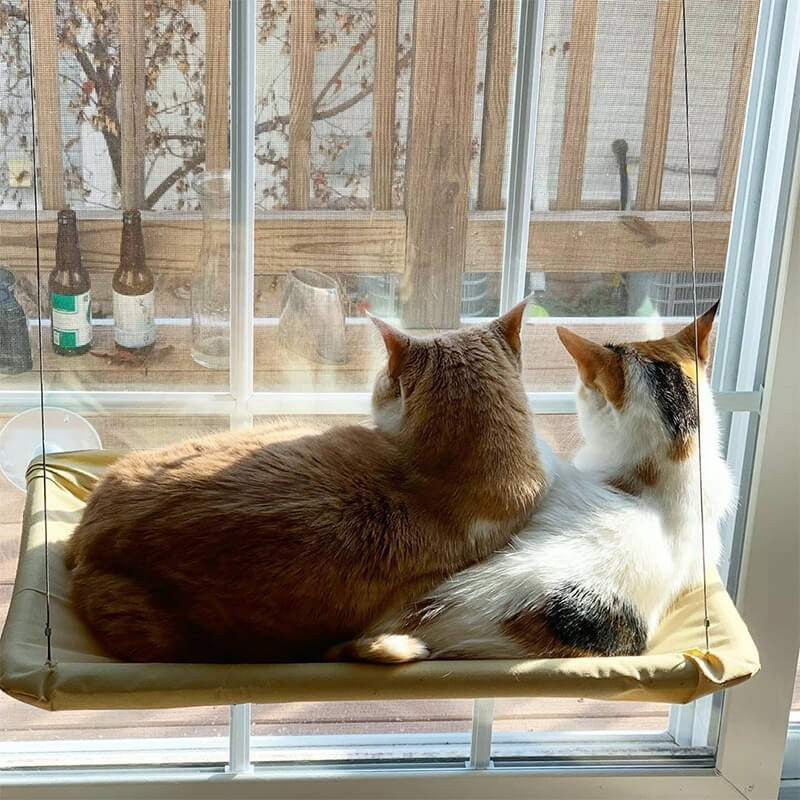 Cats lounging on a Cat Window Perch, enjoying sunlight and outdoor views.